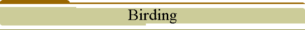 Birding